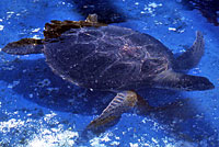 Green Sea turtle