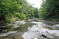 Eastern American Toad habitat