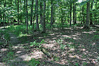 Eastern American Toad habitat