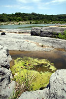 cricket frog habitat