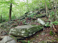 Eastern American Toad habitat