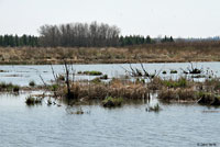 Northern Leopard Frog habitat