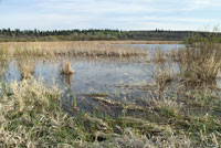 Northern Leopard Frog habitat