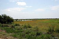 Plains Spadefoot habitat