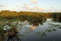 Pig Frog habitat