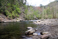 Eastern American Toad habitat