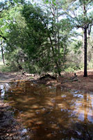 Houston Toad habitat