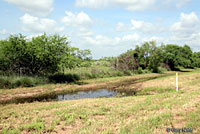 Rio Grande Chirping Frog habitat