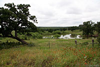 American Bullfrog habitat