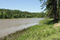 Eastern Cricket Frog habitat