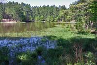 Eastern Cricket Frog habitat