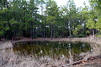 Southern Leopard Frog habitat