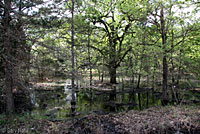 Gray Treefrog habitat