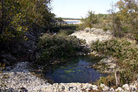 cricket frog habitat