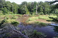 Green Frog habitat