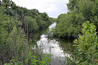 Pig Frog habitat