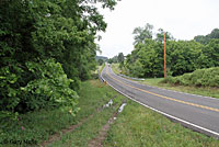 Gray Treefrog habitat