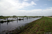 Sheep Frog habitat