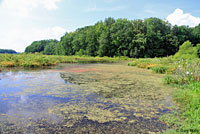 Green Frog habitat