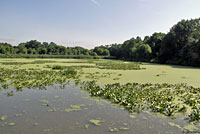 Green Frog habitat