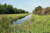 Eastern Narrow-mouthed Toad habitat