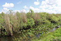 Florida Softshell habitat