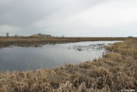 Boreal Chorus Frog habitat