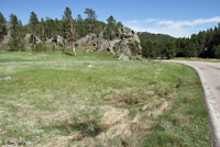 Boreal Chorus Frog Habitat