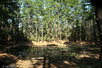 Southern Leopard Frog habitat