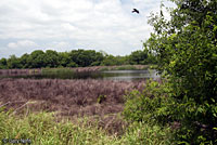 Mexican Treefrog habitat