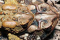 Eastern American Toad