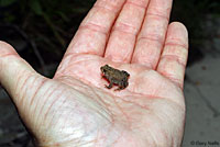 Eastern American Toad