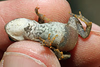 Eastern American Toad