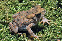 Eastern American Toad