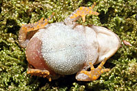 Eastern American Toad