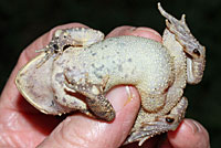 Eastern American Toad