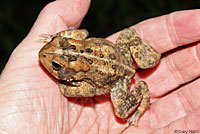 Eastern American Toad