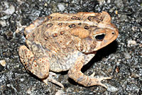 Eastern American Toad