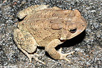 Eastern American Toad