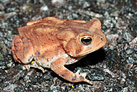 Eastern American Toad