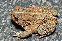 Eastern American Toad