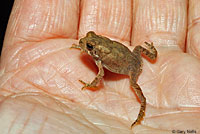 Eastern American Toad