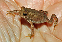 Eastern American Toad