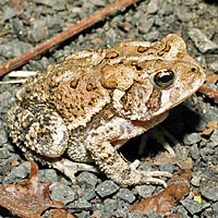 Eastern American Toad