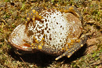 Eastern American Toad