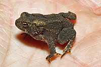 Eastern American Toad