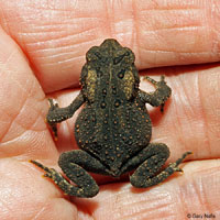 Eastern American Toad