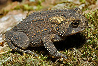 Eastern American Toad