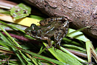 cricket frog