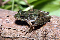 cricket frog